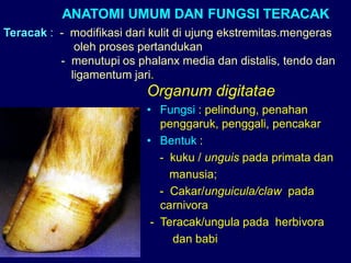 ANATOMI UMUM DAN FUNGSI TERACAK
Teracak : - modifikasi dari kulit di ujung ekstremitas.mengeras
oleh proses pertandukan
- menutupi os phalanx media dan distalis, tendo dan
ligamentum jari.
Organum digitatae
• Fungsi : pelindung, penahan
penggaruk, penggali, pencakar
• Bentuk :
- kuku / unguis pada primata dan
manusia;
- Cakar/unguicula/claw pada
carnivora
- Teracak/ungula pada herbivora
dan babi
 