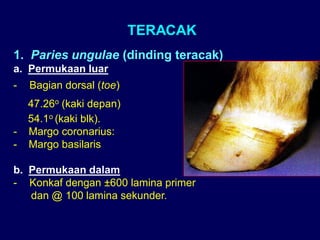 TERACAK
1. Paries ungulae (dinding teracak)
a. Permukaan luar
- Bagian dorsal (toe)
47.26o (kaki depan)
54.1o (kaki blk).
- Margo coronarius:
- Margo basilaris
b. Permukaan dalam
- Konkaf dengan ±600 lamina primer
dan @ 100 lamina sekunder.
 
