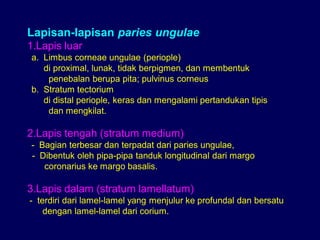 Lapisan-lapisan paries ungulae
1.Lapis luar
a. Limbus corneae ungulae (periople)
di proximal, lunak, tidak berpigmen, dan membentuk
penebalan berupa pita; pulvinus corneus
b. Stratum tectorium
di distal periople, keras dan mengalami pertandukan tipis
dan mengkilat.
2.Lapis tengah (stratum medium)
- Bagian terbesar dan terpadat dari paries ungulae,
- Dibentuk oleh pipa-pipa tanduk longitudinal dari margo
coronarius ke margo basalis.
3.Lapis dalam (stratum lamellatum)
- terdiri dari lamel-lamel yang menjulur ke profundal dan bersatu
dengan lamel-lamel dari corium.
 