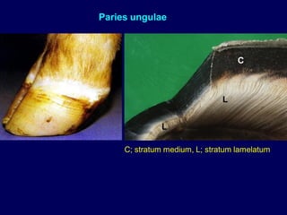 Paries ungulae
C; stratum medium, L; stratum lamelatum
 
