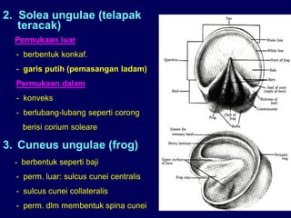 2. Solea ungulae (telapak
teracak)
Permukaan luar
- berbentuk konkaf.
- garis putih (pemasangan ladam)
Permukaan dalam
- konveks
- berlubang-lubang seperti corong
berisi corium soleare
3. Cuneus ungulae (frog)
- berbentuk seperti baji
- perm. luar: sulcus cunei centralis
- sulcus cunei collateralis
- perm. dlm membentuk spina cunei
 
