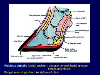 Pulvinus digitalis (digital cushion): bantalan teracak berisi jaringan
fibrosa dan elastis.
Fungsi: memompa darah ke sistem sirkulasi.
 