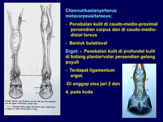 Chesnut/kastanye/torus
metacarpeus/tarseus:
- Penebalan kulit di caudo-medio-proximal
persendian carpus dan di caudo-medio-
distal tarsus
- Bentuk bulat/oval
Ergot: - Penebalan kulit di profundal kulit
di bidang plantar/volar persendian gelang
puyuh
- Terdapat ligamentum
ergot.
-Di anggap sisa jari 2 dan
4, pada kuda
 