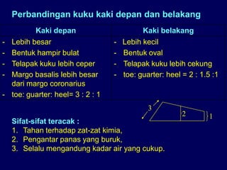 Sifat-sifat teracak :
1. Tahan terhadap zat-zat kimia,
2. Pengantar panas yang buruk,
3. Selalu mengandung kadar air yang cukup.
Perbandingan kuku kaki depan dan belakang
Kaki depan Kaki belakang
- Lebih besar
- Bentuk hampir bulat
- Telapak kuku lebih ceper
- Margo basalis lebih besar
dari margo coronarius
- toe: guarter: heel= 3 : 2 : 1
- Lebih kecil
- Bentuk oval
- Telapak kuku lebih cekung
- toe: guarter: heel = 2 : 1.5 :1
3
2 1
 
