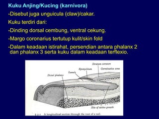 Kuku Anjing/Kucing (karnivora)
-Disebut juga unguicula (claw)/cakar.
Kuku terdiri dari:
-Dinding dorsal cembung, ventral cekung.
-Margo coronarius tertutup kulit/skin fold
-Dalam keadaan istirahat, persendian antara phalanx 2
dan phalanx 3 serta kuku dalam keadaan terflexio.
 