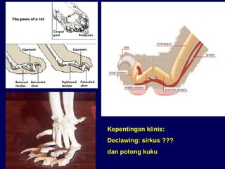 Kepentingan klinis:
Declawing: sirkus ???
dan potong kuku
 