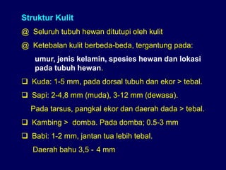 Struktur Kulit
@ Seluruh tubuh hewan ditutupi oleh kulit
@ Ketebalan kulit berbeda-beda, tergantung pada:
umur, jenis kelamin, spesies hewan dan lokasi
pada tubuh hewan.
 Kuda: 1-5 mm, pada dorsal tubuh dan ekor > tebal.
 Sapi: 2-4,8 mm (muda), 3-12 mm (dewasa).
Pada tarsus, pangkal ekor dan daerah dada > tebal.
 Kambing > domba. Pada domba; 0.5-3 mm
 Babi: 1-2 mm, jantan tua lebih tebal.
Daerah bahu 3,5 - 4 mm
 
