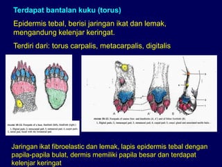 Terdapat bantalan kuku (torus)
Epidermis tebal, berisi jaringan ikat dan lemak,
mengandung kelenjar keringat.
Terdiri dari: torus carpalis, metacarpalis, digitalis
Jaringan ikat fibroelastic dan lemak, lapis epidermis tebal dengan
papila-papila bulat, dermis memiliki papila besar dan terdapat
kelenjar keringat
 