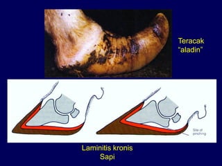 Laminitis kronis
Sapi
Teracak
“aladin”
 