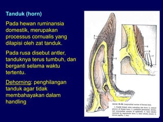 Tanduk (horn)
Pada hewan ruminansia
domestik, merupakan
processus cornualis yang
dilapisi oleh zat tanduk.
Pada rusa disebut antler,
tanduknya terus tumbuh, dan
berganti selama waktu
tertentu.
Dehorning: penghilangan
tanduk agar tidak
membahayakan dalam
handling
 