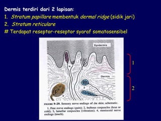 Dermis terdiri dari 2 lapisan:
1. Stratum papillare membentuk dermal ridge (sidik jari)
2. Stratum reticulare
# Terdapat reseptor-reseptor syaraf somatosensibel
1
2
 
