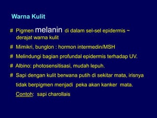 Warna Kulit
# Pigmen melanin di dalam sel-sel epidermis ~
derajat warna kulit
# Mimikri, bunglon : hormon intermedin/MSH
# Melindungi bagian profundal epidermis terhadap UV.
# Albino: photosensitisasi, mudah lepuh.
# Sapi dengan kulit berwana putih di sekitar mata, irisnya
tidak berpigmen menjadi peka akan kanker mata.
Contoh: sapi charollais
 
