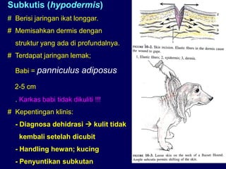 Subkutis (hypodermis)
# Berisi jaringan ikat longgar.
# Memisahkan dermis dengan
struktur yang ada di profundalnya.
# Terdapat jaringan lemak;
Babi = panniculus adiposus
2-5 cm
. Karkas babi tidak dikuliti !!!
# Kepentingan klinis:
- Diagnosa dehidrasi  kulit tidak
kembali setelah dicubit
- Handling hewan; kucing
- Penyuntikan subkutan
 