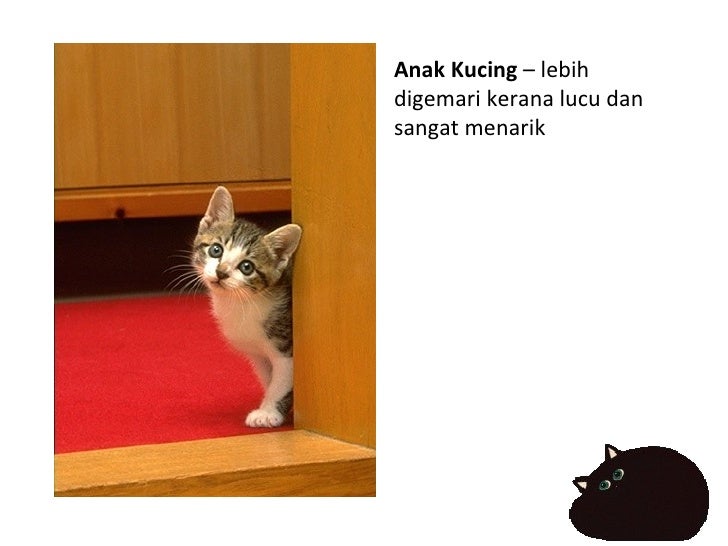 Haiwan Kesayangan
