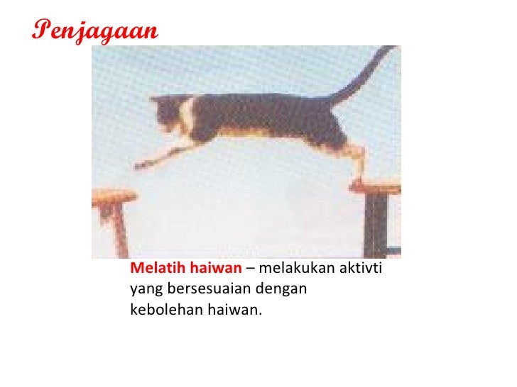 Haiwan Kesayangan Haiwan Kesayangan