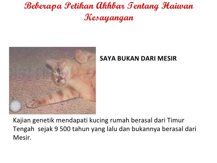 Haiwan Kesayangan