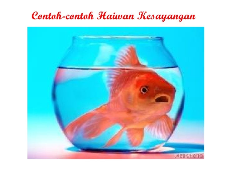 Haiwan Kesayangan