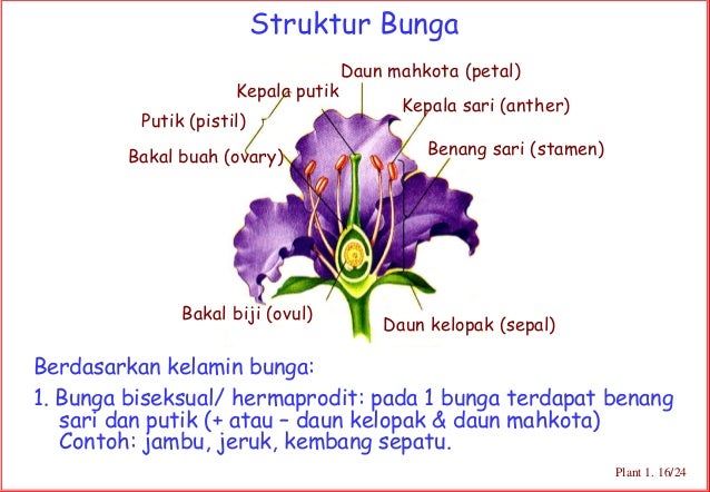  Gambar  Kuliah 9 Dunia Tumbuhan 15 24 16 Struktur Bunga 