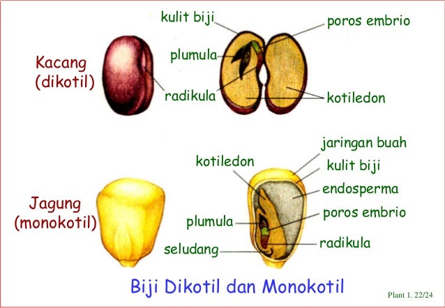Gambar Kuliah 9 Dunia Tumbuhan 21 24 22 Kulit Gambar 