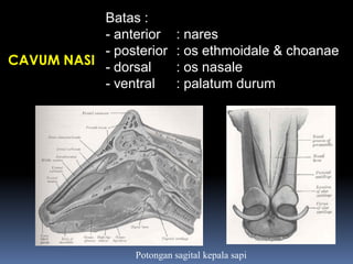 CAVUM NASI
Batas :
- anterior : nares
- posterior : os ethmoidale & choanae
- dorsal : os nasale
- ventral : palatum durum
Potongan sagital kepala sapi
 