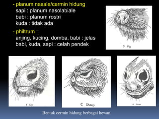 - planum nasale/cermin hidung
sapi : planum nasolabiale
babi : planum rostri
kuda : tidak ada
- philtrum :
anjing, kucing, domba, babi : jelas
babi, kuda, sapi : celah pendek
Bentuk cermin hidung berbagai hewan
 