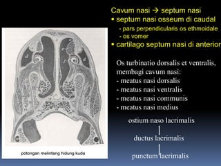 Cavum nasi  septum nasi
 septum nasi osseum di caudal
- pars perpendicularis os ethmoidale
- os vomer
 cartilago septum nasi di anterior
Os turbinatio dorsalis et ventralis,
membagi cavum nasi:
- meatus nasi dorsalis
- meatus nasi ventralis
- meatus nasi communis
- meatus nasi medius
ostium naso lacrimalis
ductus lacrimalis
punctum lacrimalis
 
