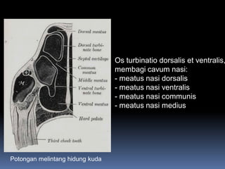 Os turbinatio dorsalis et ventralis,
membagi cavum nasi:
- meatus nasi dorsalis
- meatus nasi ventralis
- meatus nasi communis
- meatus nasi medius
Potongan melintang hidung kuda
 