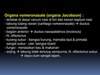 Organa vomeronasale (organa Jacobson) :
- terletak di dasar cavum nasi di kiri dan kanan septum nasi
- tabung tulang rawan (cartilago vomeronasale)  ductus
vomeronasale
- bagian anterior  ductus nasopalatinus (incisivus)
- N. olfactorius
- kurang subur : bangsa burung, mamalia laut & primata
sangat subur : ular, bangsa lizard
- fungsi : merasakan bau & makanan
- anjing  tabung tidak tertutup sempurna, N. olfactorius subur,
 daya cium sangat tajam.
 