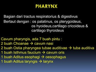 PHARYNX
Bagian dari tractus respiratorius & digestivus
Bertaut dengan : os palatinus, os pterygoideus,
os hyoideus,cartilago cricoideus &
cartilago thyroideus
Cavum pharyngis, ada 7 buah pintu :
2 buah Choanae  cavum nasi
2 buah Ostia pharyngea tubae auditivae  tuba auditiva
1 buah Isthmus faucium  cavum oris
1 buah Aditus esophagi  oesophagus
1 buah Aditus laryngis  larynx
 