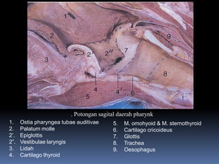 1. Ostia pharyngea tubae auditivae
2. Palatum molle
2’. Epiglottis
2”. Vestibulae laryngis
3. Lidah
4. Cartilago thyroid
5. M. omohyoid & M. sternothyroid
6. Cartilago cricoideus
7. Glottis
8. Trachea
9. Oesophagus
. Potongan sagital daerah pharynk
 