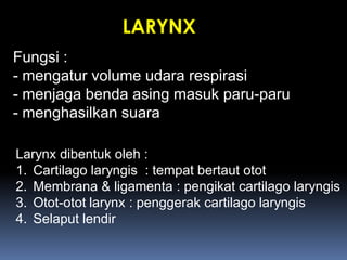 LARYNX
Fungsi :
- mengatur volume udara respirasi
- menjaga benda asing masuk paru-paru
- menghasilkan suara
Larynx dibentuk oleh :
1. Cartilago laryngis : tempat bertaut otot
2. Membrana & ligamenta : pengikat cartilago laryngis
3. Otot-otot larynx : penggerak cartilago laryngis
4. Selaput lendir
 