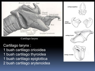 Cartilago larynx :
1 buah cartilago cricoidea
1 buah cartilago thyroidea
1 buah cartilago epiglottica
2 buah cartilago arytenoidea
Cartilago larynx
 
