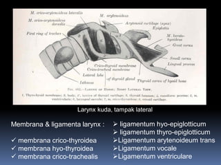 Membrana & ligamenta larynx :
 membrana crico-thyroidea
 membrana hyo-thyroidea
 membrana crico-trachealis
 ligamentum hyo-epiglotticum
 ligamentum thyro-epiglotticum
Ligamentum arytenoideum trans
Ligamentum vocale
Ligamentum ventriculare
Larynx kuda, tampak lateral
 