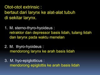 Otot-otot extrinsic :
bertaut dari larynx ke alat-alat tubuh
di sekitar larynx.
1. M. sterno-thyro-hyoideus :
retraktor dan depressor basis lidah, tulang lidah
dan larynx pada waktu menelan
2. M. thyro-hyoideus :
mendorong larynx ke arah basis lidah
3. M. hyo-epiglotticus :
mendorong epiglottis ke arah basis lidah
 