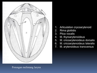 Potongan melintang larynx
1. Articulation crycoarytenoid
2. Rima glottidis
3. Plica vocalis
4. M. thyroarytenoideus
5. M. cricoarytenoideus dorsalis
6. M. cricoarytenoideus lateralis
7. M. arytenoideus transversus
 