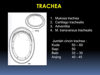 TRACHEA
1. Mukosa trachea
2. Cartilago trachealis
3. Adventitia
4. M. transversus trachealis
Jumlah cincin trachea :
Kuda 50 – 60
Sapi 50
Babi 32 – 35
Anjing 40 - 45
 