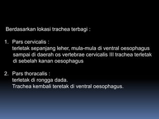 Berdasarkan lokasi trachea terbagi :
1. Pars cervicalis :
terletak sepanjang leher, mula-mula di ventral oesophagus
sampai di daerah os vertebrae cervicalis III trachea terletak
di sebelah kanan oesophagus
2. Pars thoracalis :
terletak di rongga dada.
Trachea kembali teretak di ventral oesophagus.
 