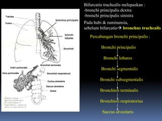Bifurcatio trachealis melepaskan :
-bronchi principalis dextra
-bronchi principalis sinistra
Pada babi & ruminansia,
sebelum bifurcatio bronchus trachealis
Percabangan bronchi principalis :
Bronchi principalis
Bronchi lobares
Bronchi segmentalis
Bronchi subsegmentalis
Bronchioli terminalis
Bronchioli respiratorius
Saccus alveolaris
 