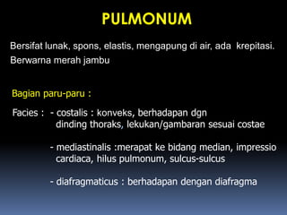 PULMONUM
Bersifat lunak, spons, elastis, mengapung di air, ada krepitasi.
Berwarna merah jambu
Bagian paru-paru :
Facies : - costalis : konveks, berhadapan dgn
dinding thoraks, lekukan/gambaran sesuai costae
- mediastinalis :merapat ke bidang median, impressio
cardiaca, hilus pulmonum, sulcus-sulcus
- diafragmaticus : berhadapan dengan diafragma
 