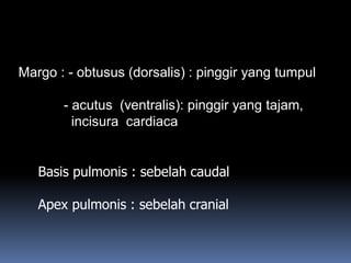 Margo : - obtusus (dorsalis) : pinggir yang tumpul
- acutus (ventralis): pinggir yang tajam,
incisura cardiaca
Basis pulmonis : sebelah caudal
Apex pulmonis : sebelah cranial
 