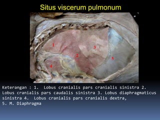 Keterangan : 1. Lobus cranialis pars cranialis sinistra 2.
Lobus cranialis pars caudalis sinistra 3. Lobus diaphragmaticus
sinistra 4. Lobus cranialis pars cranialis dextra,
5. M. Diaphragma
Situs viscerum pulmonum
1
2
3
4
5
 