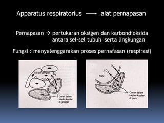Apparatus respiratorius alat pernapasan
Fungsi : menyelenggarakan proses pernafasan (respirasi)
Pernapasan  pertukaran oksigen dan karbondioksida
antara sel-sel tubuh serta lingkungan
 