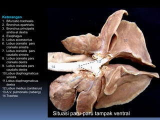 1
2
3
4
5
6
7
8
9
12
10
11
13
13
14
Keterangan
1. Bifurcatio trachealis
2. Bronchus epartrialis
3. Bronchus principalis
sinitra et dextra
4. Esophagus
5. Lobus accessorius
6. Lobus cranialis pars
cranialis sinistra
7. Lobus cranialis pars
caudalis sinistra
8. Lobus cranialis pars
cranialis dextra
9. Lobus cranialis pars
caudalis dextra
10.Lobus diaphragmaticus
sinistra
11.Lobus diaphragmaticus
dextra
12.Lobus medius (cardiacus)
13.A,V. pulmonalis (cabang)
14.Trachea
Situasi paru-paru tampak ventral
 