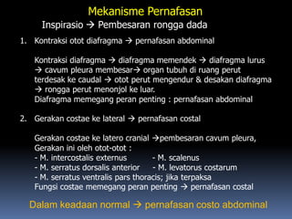 Mekanisme Pernafasan
Inspirasio  Pembesaran rongga dada
1. Kontraksi otot diafragma  pernafasan abdominal
Kontraksi diafragma  diafragma memendek  diafragma lurus
 cavum pleura membesar organ tubuh di ruang perut
terdesak ke caudal  otot perut mengendur & desakan diafragma
 rongga perut menonjol ke luar.
Diafragma memegang peran penting : pernafasan abdominal
2. Gerakan costae ke lateral  pernafasan costal
Gerakan costae ke latero cranial pembesaran cavum pleura,
Gerakan ini oleh otot-otot :
- M. intercostalis externus - M. scalenus
- M. serratus dorsalis anterior - M. levatorus costarum
- M. serratus ventralis pars thoracis; jika terpaksa
Fungsi costae memegang peran penting  pernafasan costal
Dalam keadaan normal  pernafasan costo abdominal
 