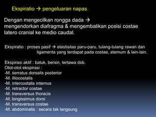 Ekspiratio  pengeluaran napas
Dengan mengecilkan rongga dada 
mengendorkan diafragma & mengembalikan posisi costae
latero cranial ke medio caudal.
Ekspiratio : proses pasif  elastisitas paru-paru, tulang-tulang rawan dan
ligamenta yang terdapat pada costae, sternum & lain-lain.
Ekspirasi aktif : batuk, bersin, tertawa dsb.
Otot-otot ekspirasi :
-M. serratus dorsalis posterior
-M. illiocostalis
-M. intercostalis internus
-M. retractor costae
-M. transversus thoracis
-M. longissimus dorsi
-M. transversus costae
-M. abdominalis : secara tak langsung
 