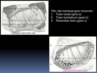 Lapangan paru-paru kuda
a
b
c
a
b
c
Titik- titik membuat garis horizontal :
1. Tuber coxae (garis a)
2. Tuber ischiadicum (garis b)
3. Persendian bahu (garis c)
Lapangan paru-paru sapi
 