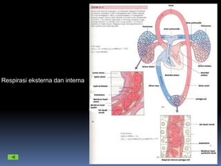 Respirasi eksterna dan interna
 