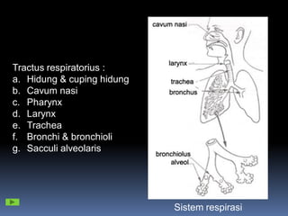 Tractus respiratorius :
a. Hidung & cuping hidung
b. Cavum nasi
c. Pharynx
d. Larynx
e. Trachea
f. Bronchi & bronchioli
g. Sacculi alveolaris
Sistem respirasi
 