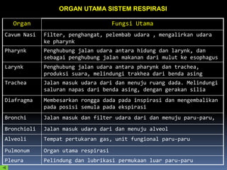 ORGAN UTAMA SISTEM RESPIRASI
Organ Fungsi Utama
Cavum Nasi Filter, penghangat, pelembab udara , mengalirkan udara
ke pharynk
Pharynk Penghubung jalan udara antara hidung dan larynk, dan
sebagai penghubung jalan makanan dari mulut ke esophagus
Larynk Penghubung jalan udara antara pharynk dan trachea,
produksi suara, melindungi trakhea dari benda asing
Trachea Jalan masuk udara dari dan menuju ruang dada. Melindungi
saluran napas dari benda asing, dengan gerakan silia
Diafragma Membesarkan rongga dada pada inspirasi dan mengembalikan
pada posisi semula pada ekspirasi
Bronchi Jalan masuk dan filter udara dari dan menuju paru-paru,
Bronchioli Jalan masuk udara dari dan menuju alveol
Alveoli Tempat pertukaran gas, unit fungional paru-paru
Pulmonum Organ utama respirasi
Pleura Pelindung dan lubrikasi permukaan luar paru-paru
 