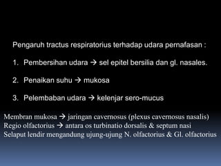 Pengaruh tractus respiratorius terhadap udara pernafasan :
1. Pembersihan udara  sel epitel bersilia dan gl. nasales.
2. Penaikan suhu  mukosa
3. Pelembaban udara  kelenjar sero-mucus
Membran mukosa  jaringan cavernosus (plexus cavernosus nasalis)
Regio olfactorius  antara os turbinatio dorsalis & septum nasi
Selaput lendir mengandung ujung-ujung N. olfactorius & Gl. olfactorius
 